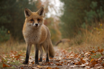 Veluwe